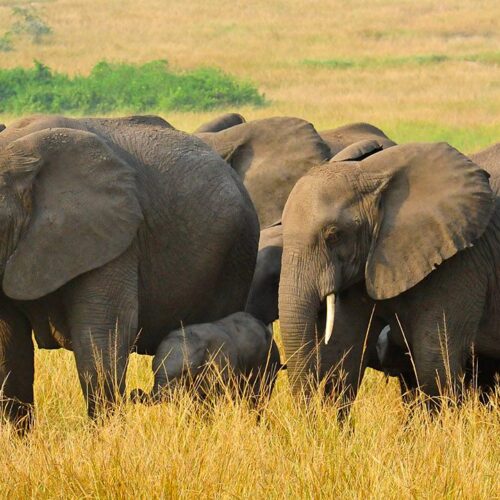 11Days of Ziwa,Murchsion Falls,Kibale &Queen Elizabeth Uganda Safaris