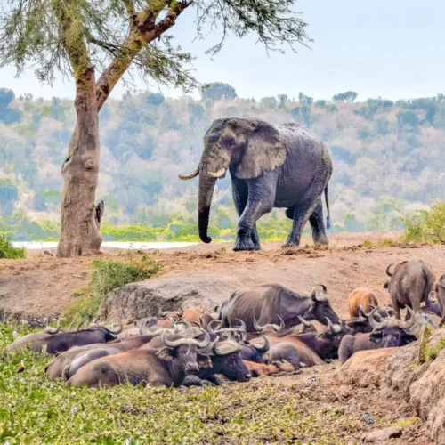 11Day Uganda Queen Elizabeth ,Bwindi & Kibale Safaris