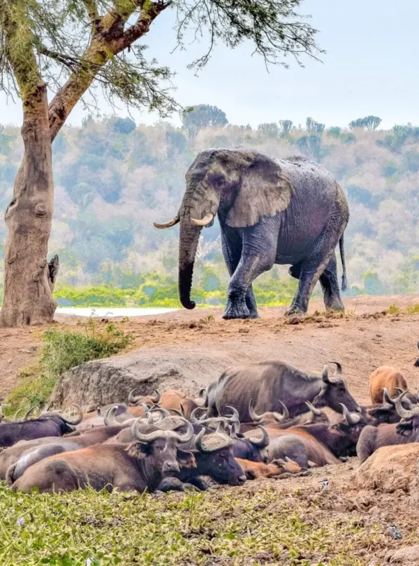11Day Uganda Queen Elizabeth ,Bwindi & Kibale Safaris