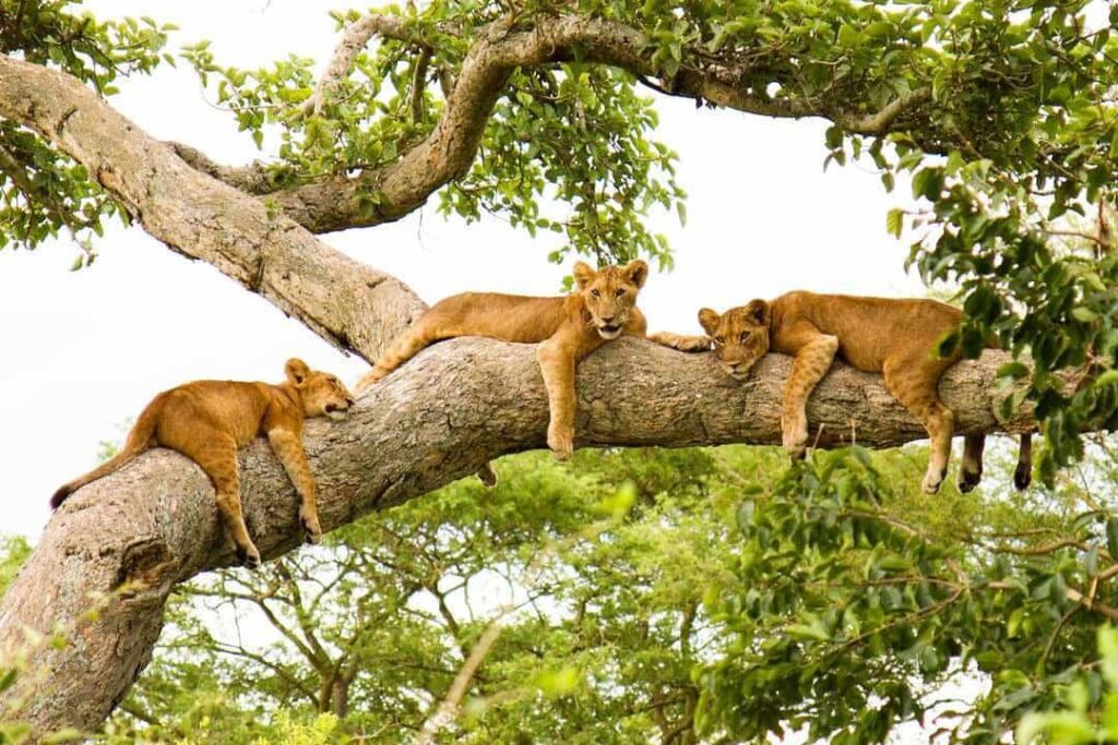 11 Day Uganda Queen Elizabeth,Bwindi &Kibale Safaris
