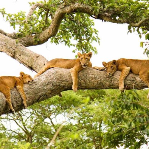 11 Day Uganda Queen Elizabeth,Bwindi &Kibale Safaris