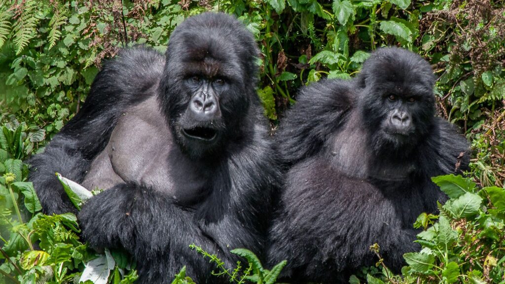 28 Days Best of Uganda