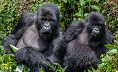 28 Days Best of Uganda