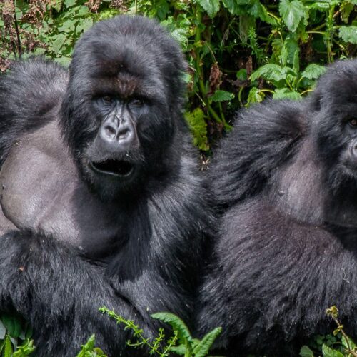 28 Days Best of Uganda