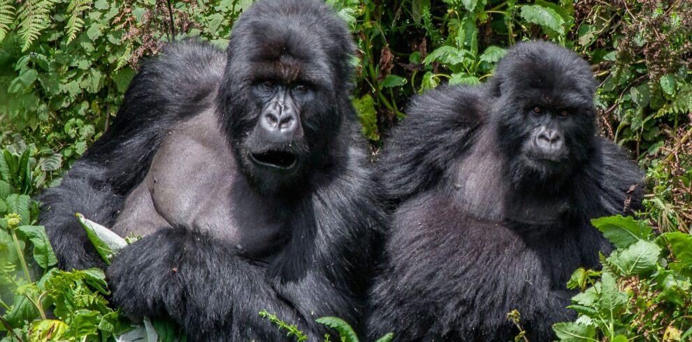 28 Days Best of Uganda