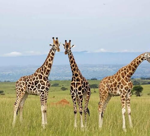 7Days Kidepo Valley and Murchsion Falls Safaris