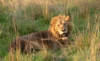 7 Days Murchsion & Kidepo Uganda Safaris