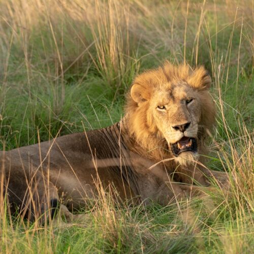 7 Days Murchsion & Kidepo Uganda Safaris