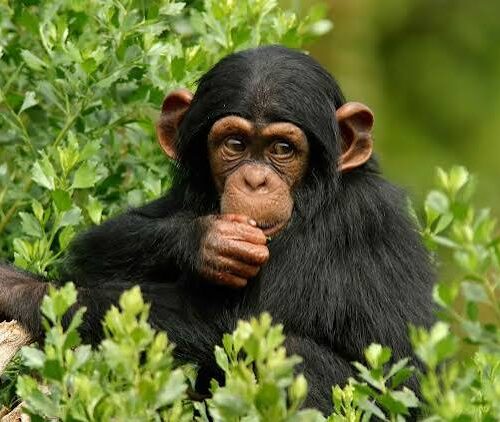 Chimpanzee in Kabale National Park