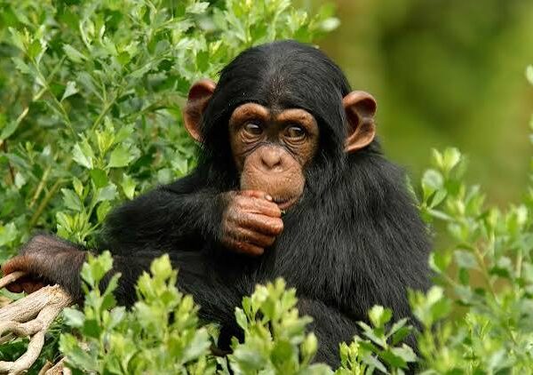 Chimpanzee in Kabale National Park