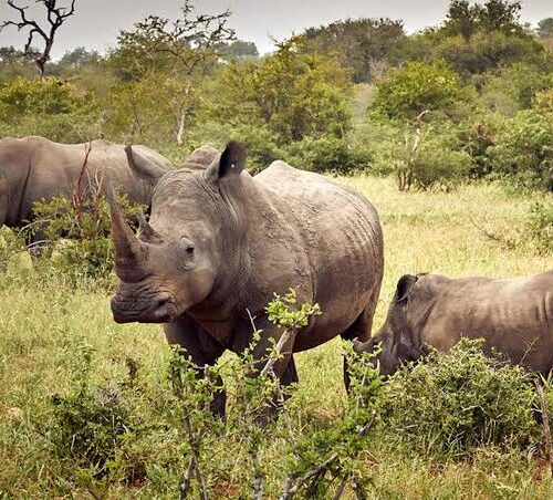 Rhinos in Ziwa Rhino Sanctaury