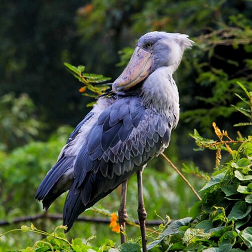 Shoe bill in Mabamba swamp