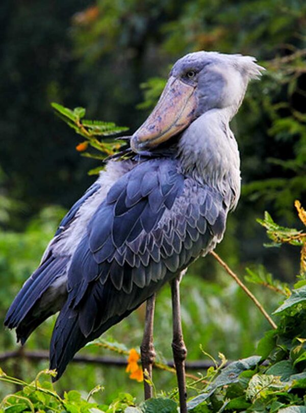 Shoe bill in Mabamba swamp