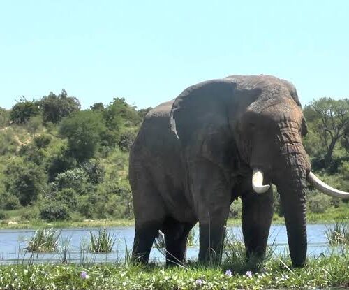 3 days murchison falls national park safari