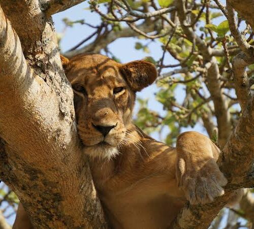 Tree climbing lions in Queen Elizabeth National park