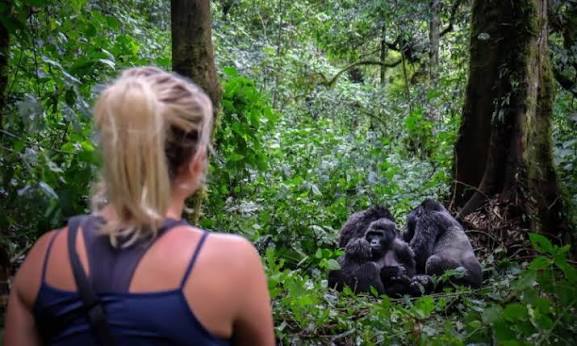 A Tourist having an up close encounter with gorillas in Bwindi