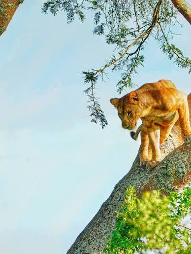 All Uganda Tours - Tree climbing Lion