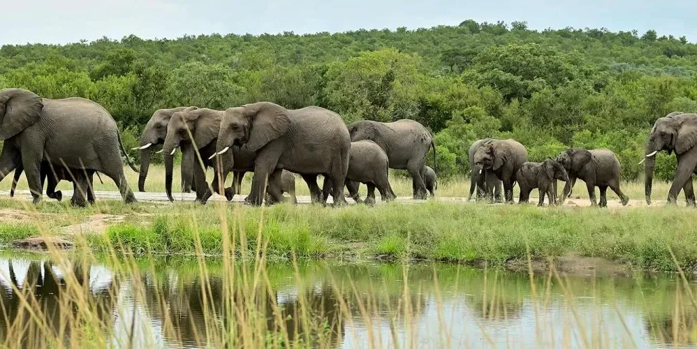 Elephants in Queen