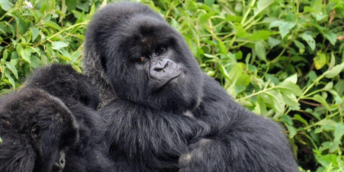Gorillas in Bwindi