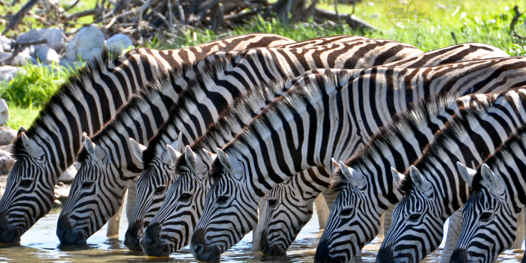 Zebras