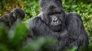 2 Day Mgahinga Gorilla Safari from Kigali