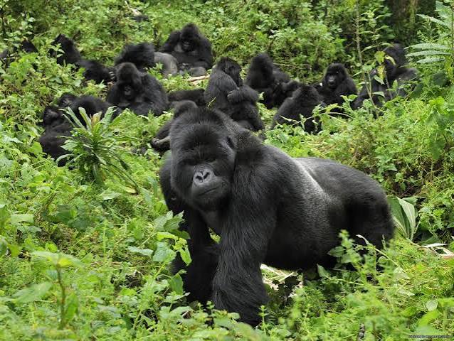 3 Days Bwindi Gorilla Habitauation Safaris
