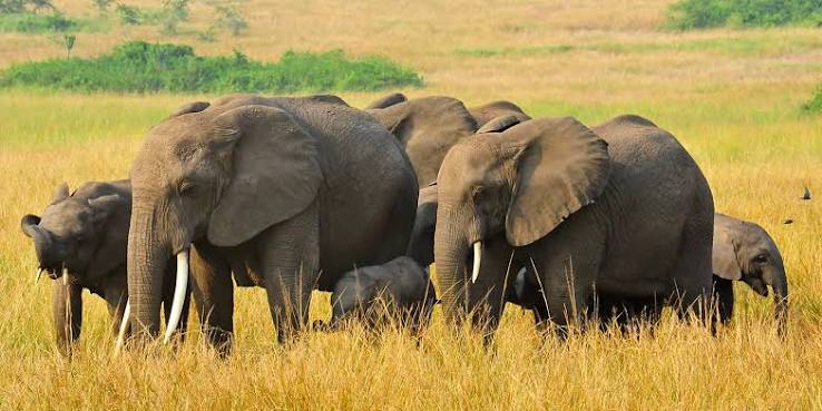 3Days Queen Elizabeth Safaris