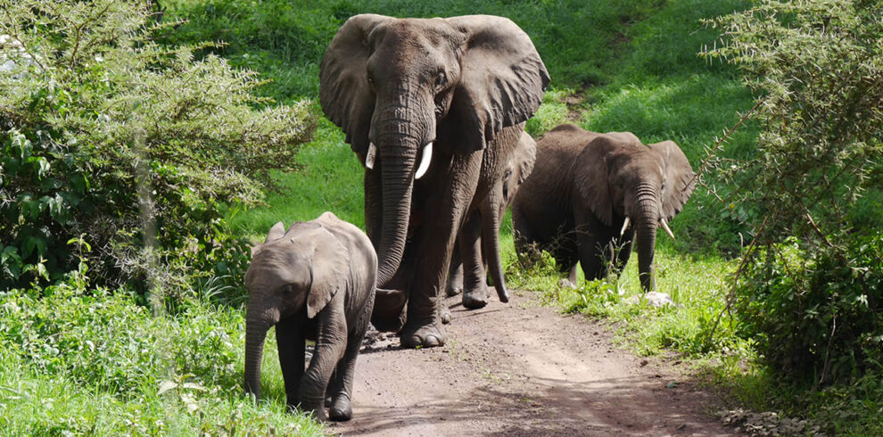 3 Days Queen Elizabeth National Park