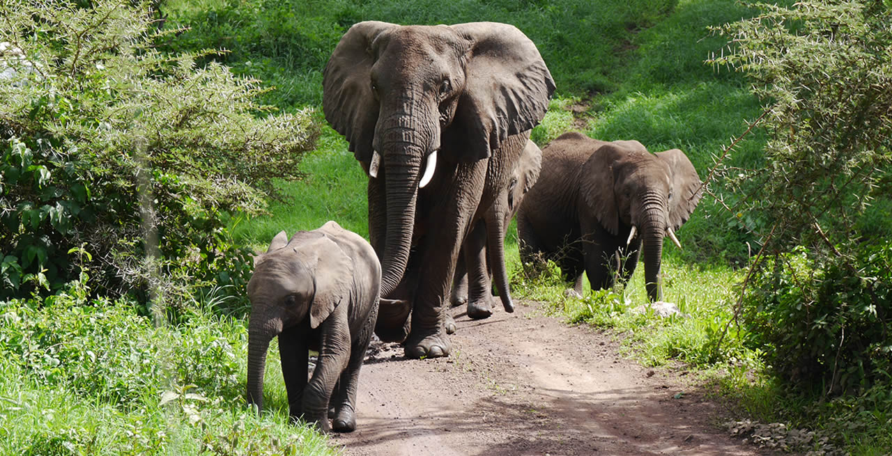 3 Days Queen Elizabeth National Park